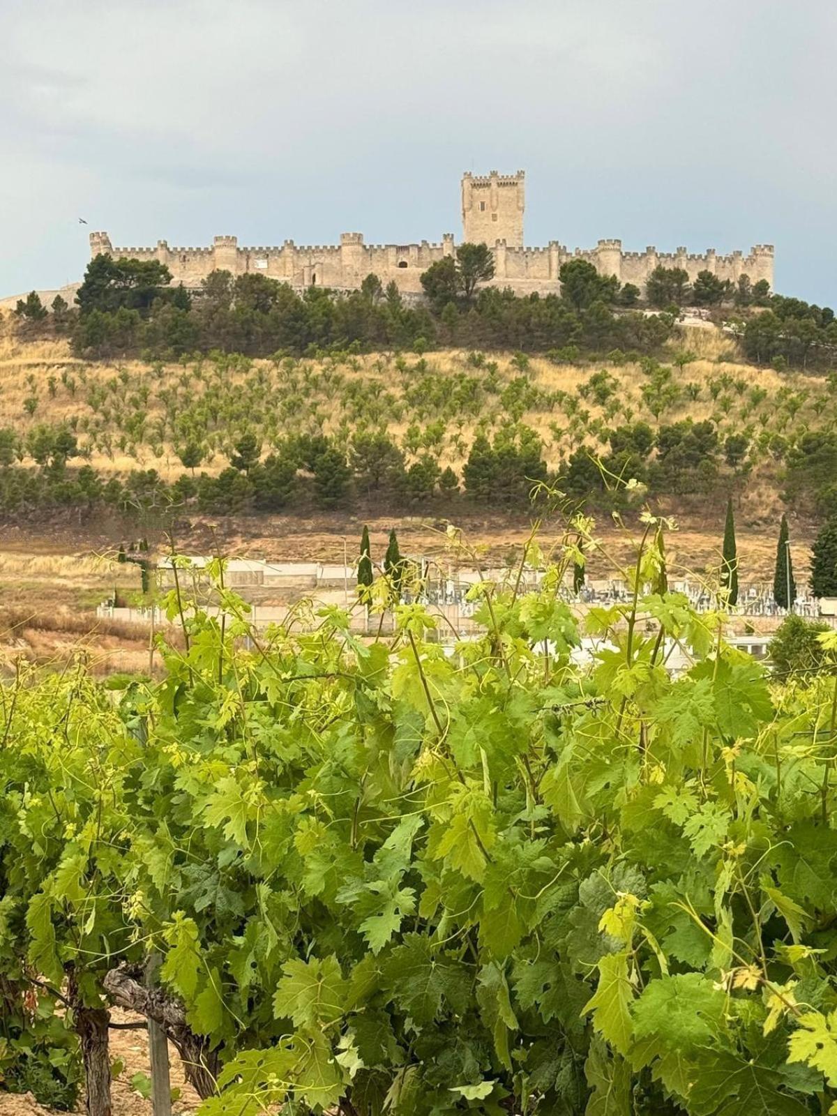 Finca Entrevinedos De Bodegas Marcos Peñafiel Eksteriør bilde